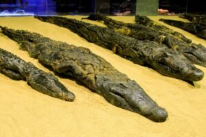 Mummified crocodiles inside the Crocodile Museum at Kom Ombo